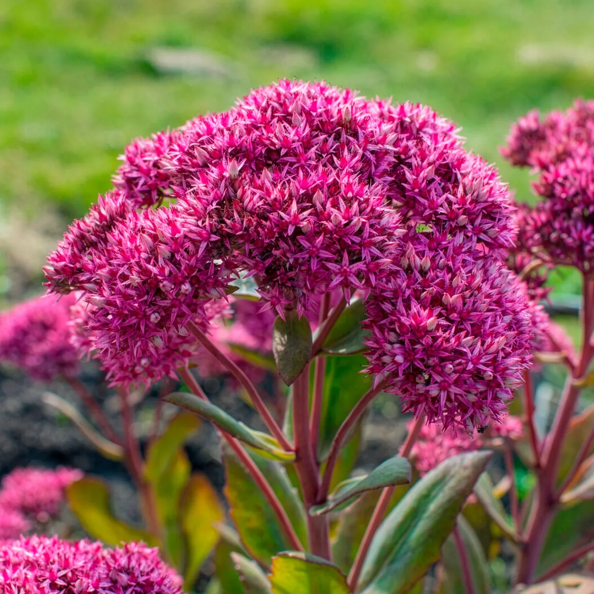 Sedum Mr Goodbud - Fleurit sans effort