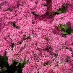 Sedum Mr Goodbud - Fleurit sans effort