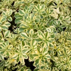 Sedum - Orpin panaché Atlantis - Le couvre-sol qui se déco tout seul