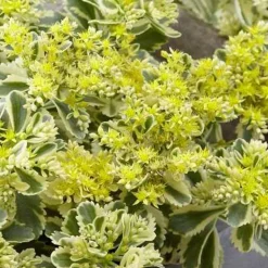 Sedum - Orpin panaché Atlantis - Le couvre-sol qui se déco tout seul