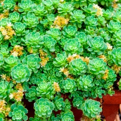 Sedum pachyclados - Un tapis vert sans effort