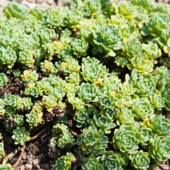 Sedum pachyclados - Un tapis vert sans effort