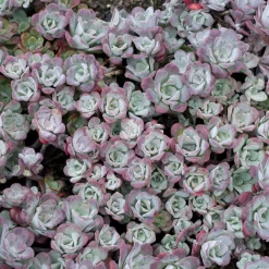 Sedum spatulé Purpureum - Tapis pourpre sans arrosage