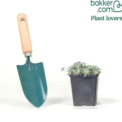 Sedum spatulé Purpureum - Tapis pourpre sans arrosage