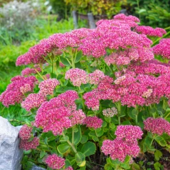 Sedum spectabile - Orpin d'automne - Fleurit quand tout fane