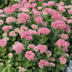 Sedum spectabile - Orpin d'automne - Fleurit quand tout fane