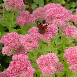 Sedum spectabile - Orpin d'automne - Fleurit quand tout fane
