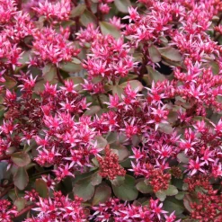 Sedum spurium Fuldaglut - Un tapis rouge sans effort