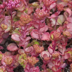 Sedum spurium Fuldaglut - Un tapis rouge sans effort