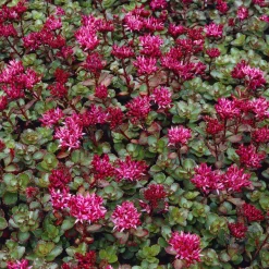 Sedum spurium Fuldaglut - Un tapis rouge sans effort