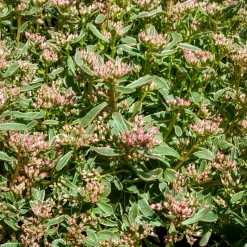 Sedum spurium panaché - Le tapis fleuri sans effort