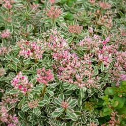 Sedum spurium panaché - Le tapis fleuri sans effort