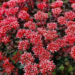 Sedum spurium Schorbuser - Un tapis rouge sans effort