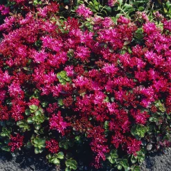 Sedum spurium Schorbuser - Un tapis rouge sans effort