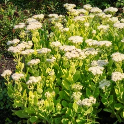 Sedum Stardust - Fleurs blanches, zéro entretien