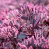 Sedum Sunsparkler® Dream Dazzler - Feuillage violet, zéro entretien