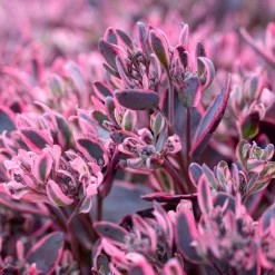 Sedum Sunsparkler® Dream Dazzler - Feuillage violet, zéro entretien