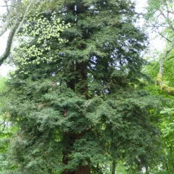 Sequoia à feuilles d'If - Le géant qui pousse vite
