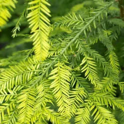 Sequoia à feuilles d'If - Le géant qui pousse vite