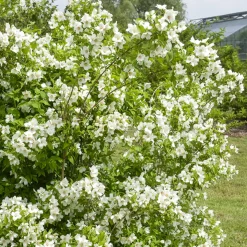 Seringat Belle Etoile - Philadelphus - Le parfum star de juin