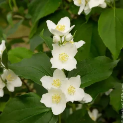 Seringat des jardins - Le parfum fleur d'oranger