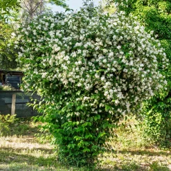 Seringat des jardins - Le parfum fleur d'oranger
