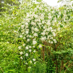 Seringat des jardins - Le parfum fleur d'oranger