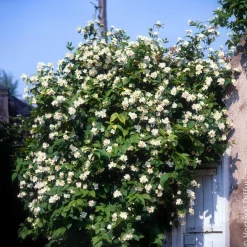 Seringat des jardins - Le parfum fleur d'oranger