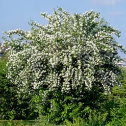 Seringat des jardins - Le parfum fleur d'oranger
