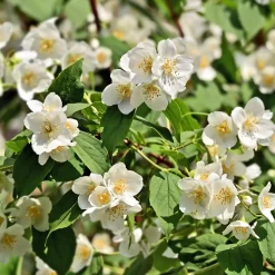 Seringat des jardins - Le parfum fleur d'oranger