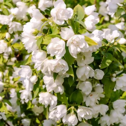 Seringat Manteau d'Hermine - Philadelphus - Fleurs blanches, parfum intense