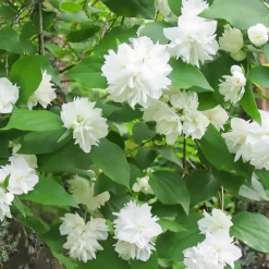 Seringat Minnesota Snowflake - Philadelphus - Une haie qui sent bon l'été