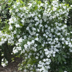 Seringat Natchez - Philadelphus - Le parfum fleur d'oranger