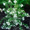 Seringat Snowbelle - Un nuage blanc parfumé