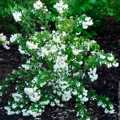 Seringat Snowbelle - Un nuage blanc parfumé