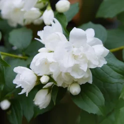 Seringat Snowbelle - Un nuage blanc parfumé