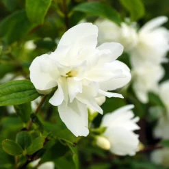 Seringat Snowbelle - Un nuage blanc parfumé