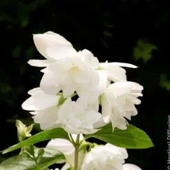 Seringat Snowbelle - Un nuage blanc parfumé