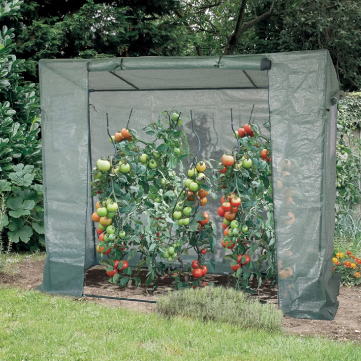 Serre pour tomates - Des tomates plus vite