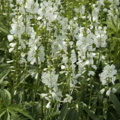 Sidalcea candida - Des épis blancs tout l'été