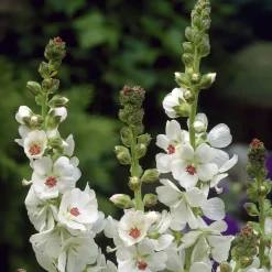 Sidalcea candida - Des épis blancs tout l'été