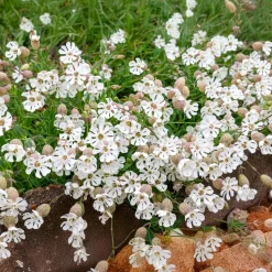 Silene enflé - Fleurs et saveurs au jardin