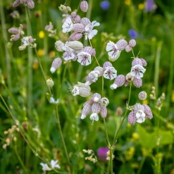 Silene enflé - Fleurs et saveurs au jardin