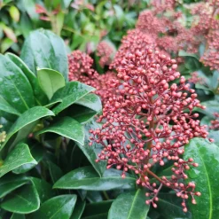 Skimmia du Japon Rubella - La couleur même en hiver