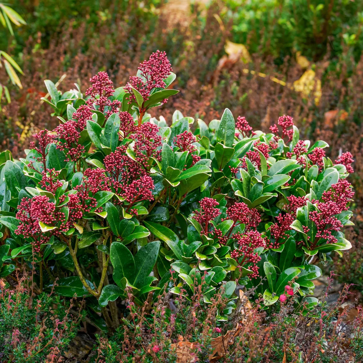 Skimmia du Japon Rubella - La couleur même en hiver