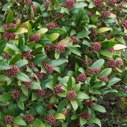 Skimmia du Japon Rubella - La couleur même en hiver