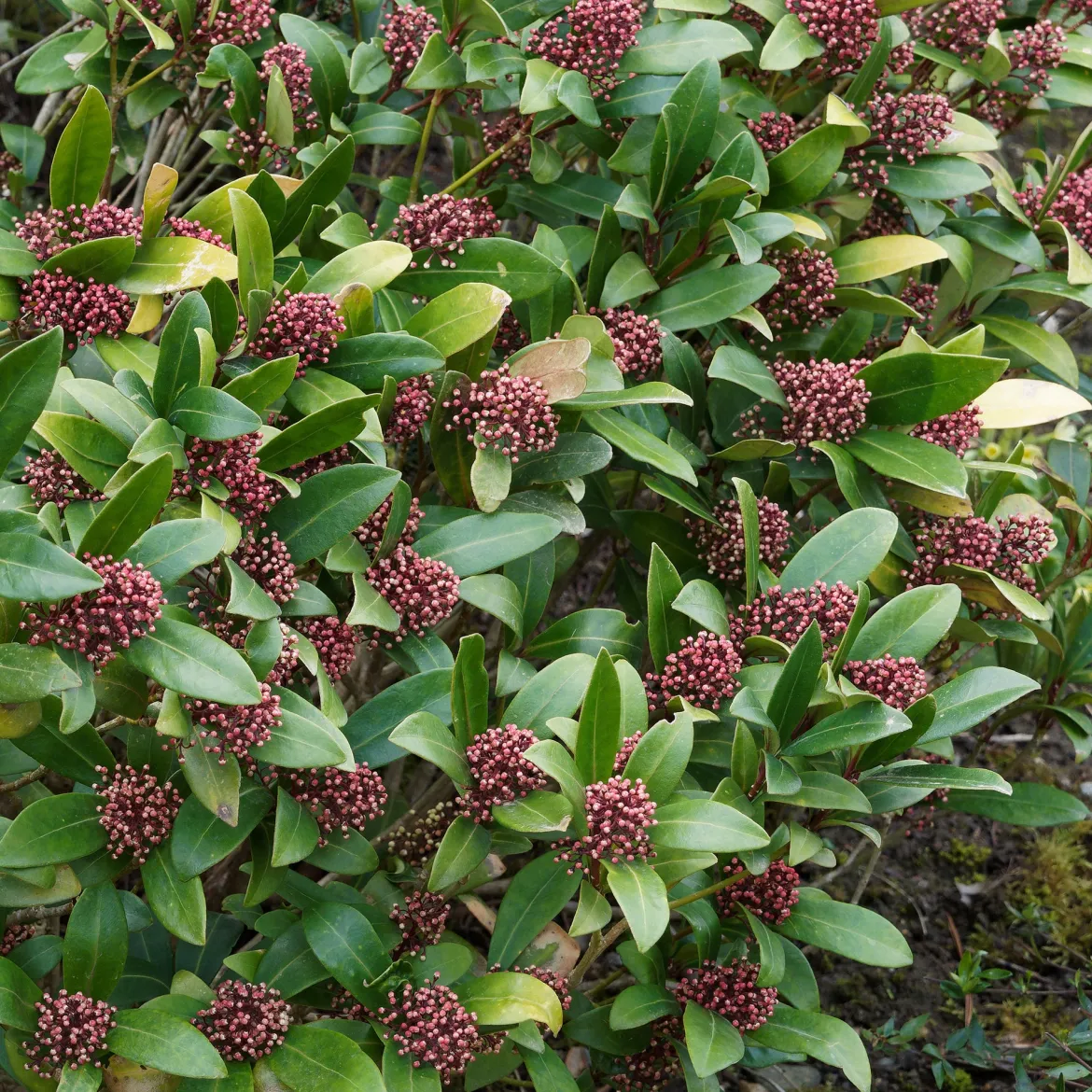 Skimmia du Japon Rubella - La couleur même en hiver