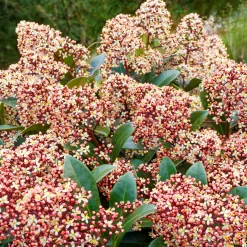 Skimmia du Japon Rubella - La couleur même en hiver