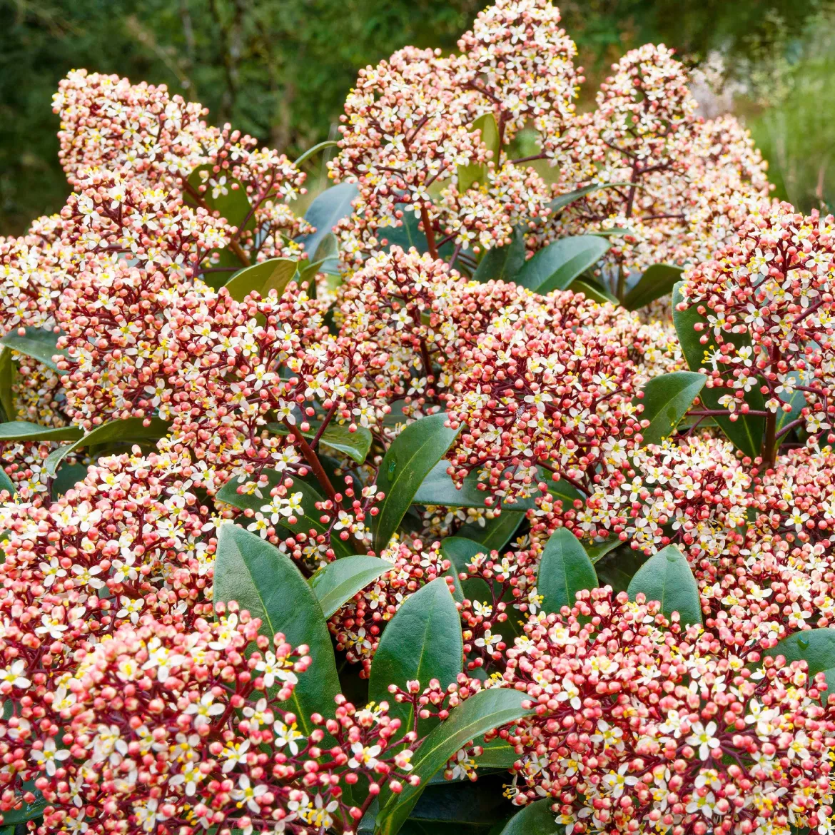 Skimmia du Japon Rubella - La couleur même en hiver