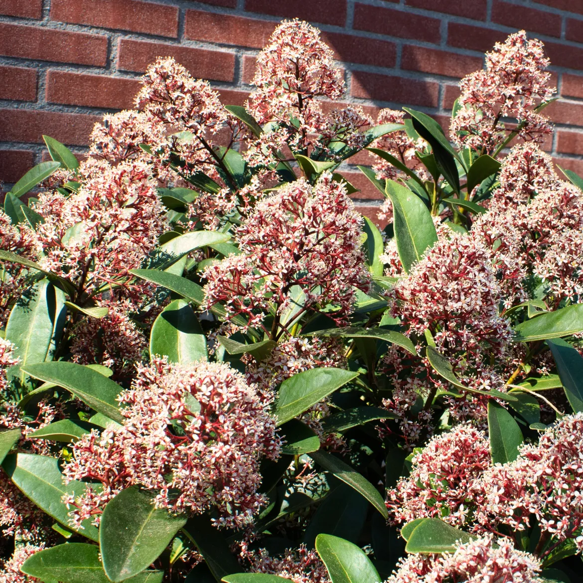 Skimmia du Japon Rubella - La couleur même en hiver